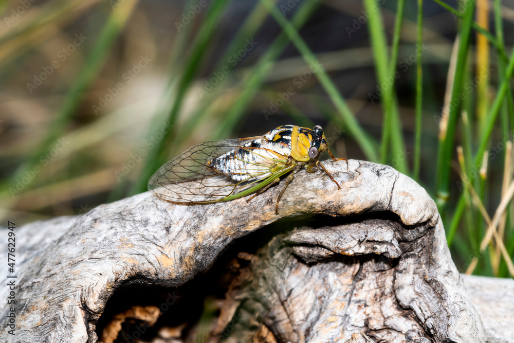 A Plains Cicada (Megatibicen dealbatus) Perched on a Large Tree Stump in Eastern Colorado A Plains Cicada (Megatibicen dealbatus) Perched on a Large Tree Stump in Eastern Colorado