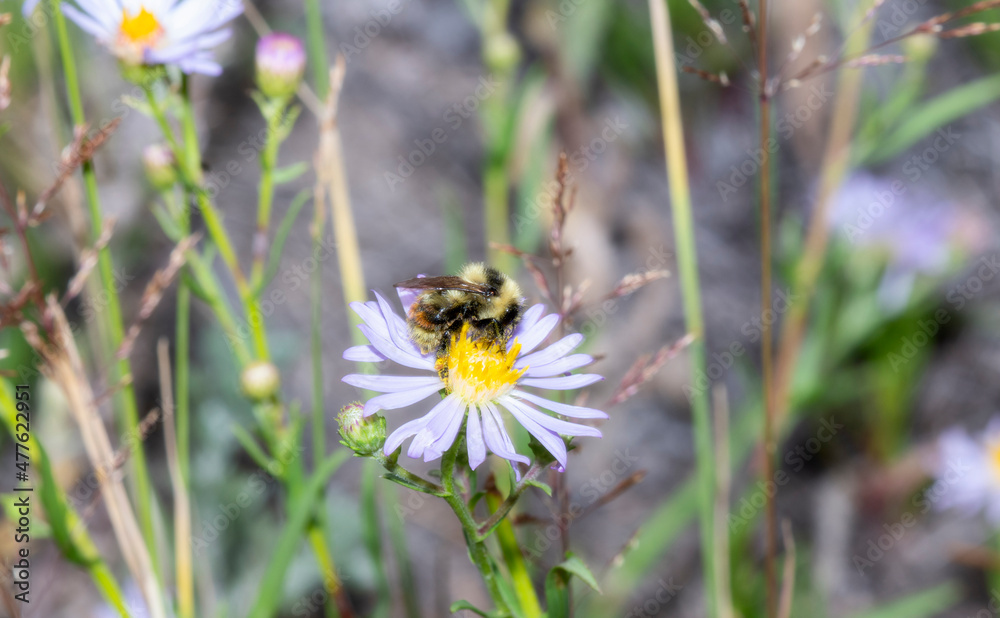 A Red-belted Bumbe Bee (Bombus rufocinctus) Gathering Pollen on Beautiful White Flowers in the Mountains of Colorado A Red-belted Bumbe Bee (Bombus rufocinctus) Gathering Pollen on Beautiful White Flowers in the Mountains of Colorado