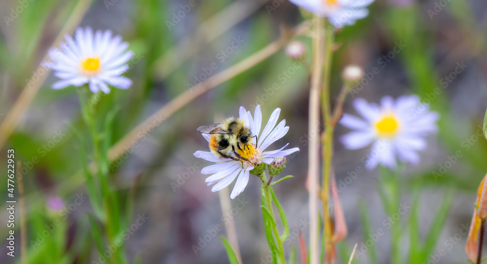 A Red-belted Bumbe Bee (Bombus rufocinctus) Gathering Pollen on Beautiful White Flowers in the Mountains of Colorado