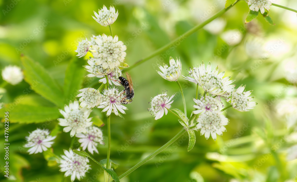 A Sand-Loving Wasps in the Genus Tachytes Hunting for Prey in Beautiful White Flowers A Sand-Loving Wasps in the Genus Tachytes Hunting for Prey in Beautiful White Flowers