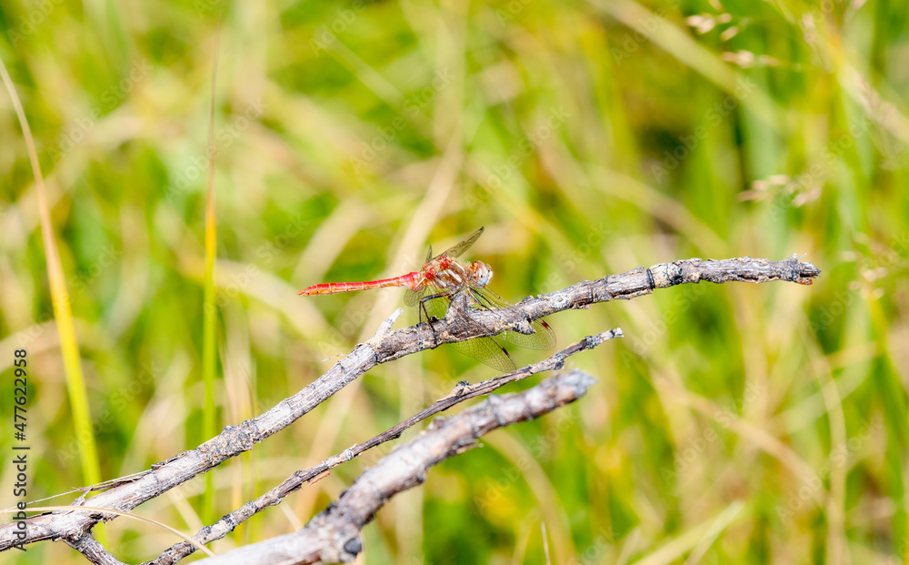 A Striped Meadowhawk (Sympetrum pallipes) Dragonfly Perched on a Branch With Green Vegetation in the Background A Striped Meadowhawk (Sympetrum pallipes) Dragonfly Perched on a Branch With Green Vegetation in the Background