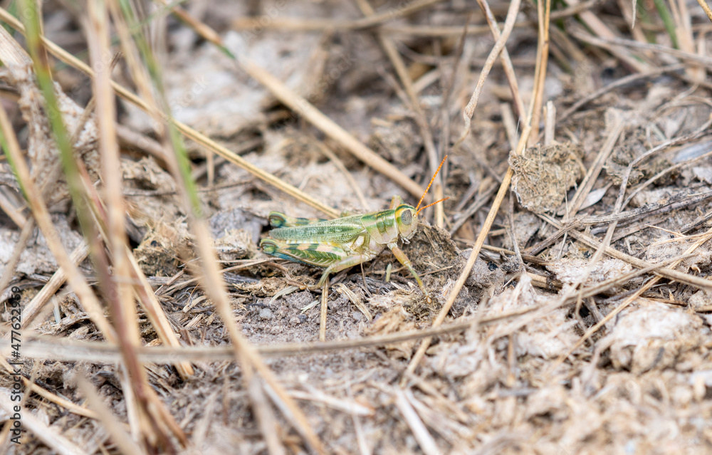 A Thistle Grasshopper (Aeoloplides turnbulli) Perched on the Ground on Dried Vegetation