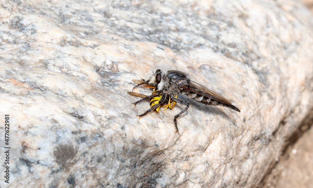 A Huge Black Robber Fly (Promachus albifacies) Holding a Prairie Yellowjacket A Huge Black Robber Fly (Promachus albifacies) Holding a Prairie Yellowjacket
