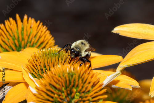 A Brownbelted Bumble Bee (Bombus griseocollis) Seeking Pollen on Colorful Flowers photo