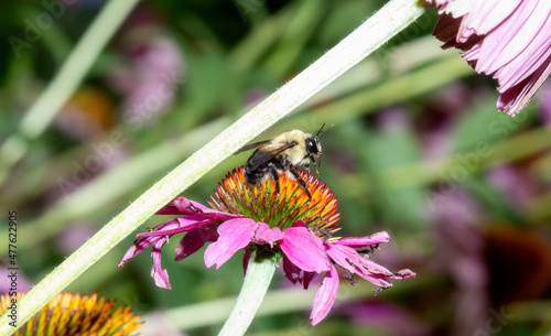 A Brownbelted Bumble Bee (Bombus griseocollis) Seeking Pollen on Colorful Flowers photo