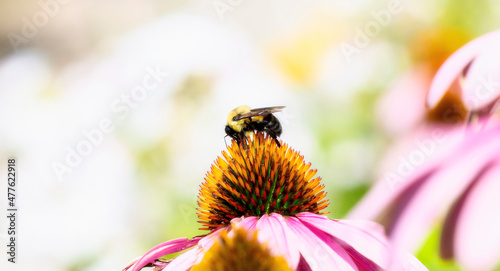 A Brownbelted Bumble Bee (Bombus griseocollis) Seeking Pollen on Colorful Flowers photo