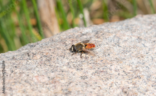 A Dimorphic Sickleleg (Polydontomyia curvipes) Perched on a Rock in Colorado photo