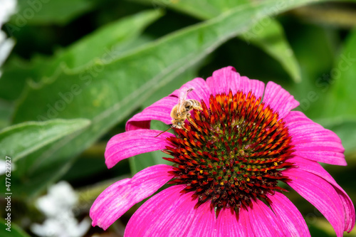 A Long-horned Bee in the Genus Melissodes Famnily Apidae Gathers Pollen on a Bright Magenta Flower