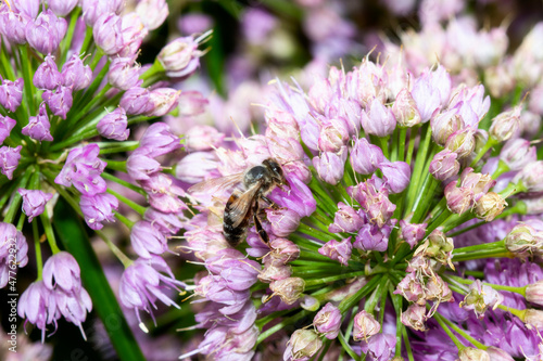 A European Honeybee (Apis mellifera) Seeks Pollen on Colorful White and Purple Flowers