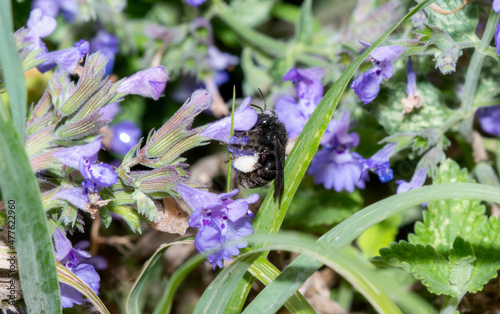 A Black Two-spotted Longhorn Bee (Melissodes bimaculatus) Seeks Pollen in Colorful Flowers photo