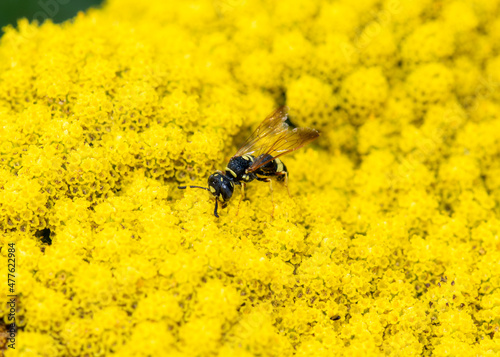 A Predatory Bee-Hunting Wasp, the Hump-backed Beewolf (Philanthus gibbosus) Seeks Pollen on a Bright Yellow Flower photo