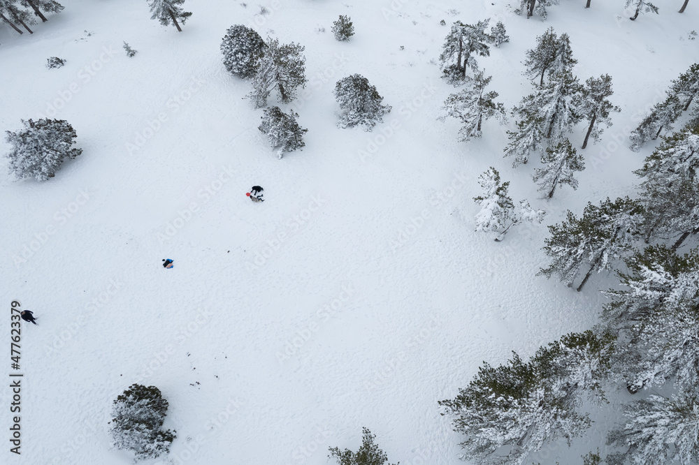 Drone aerial scenery treetops covered in snow in snowy forest.