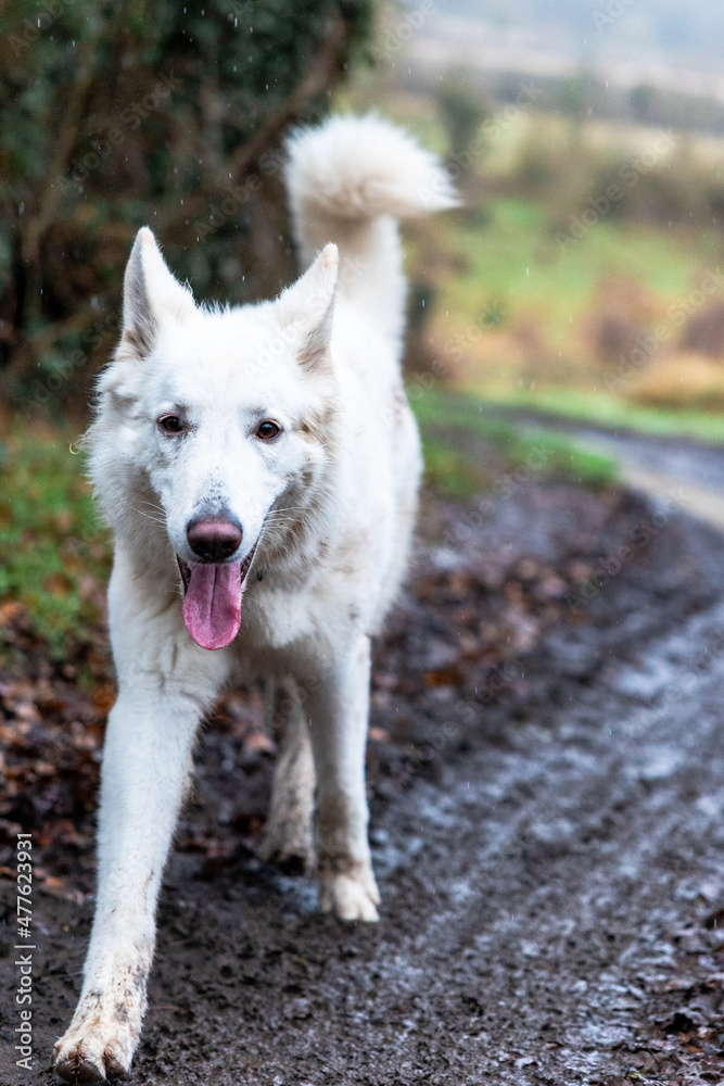 Obraz premium Chien berger suisse jouant dans la boue d’un chemin de la campagne normande par temps de pluie (Normandie, France)