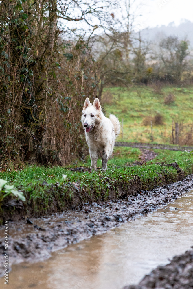 Obraz premium Chien berger suisse jouant dans la boue d’un chemin de la campagne normande par temps de pluie (Normandie, France)