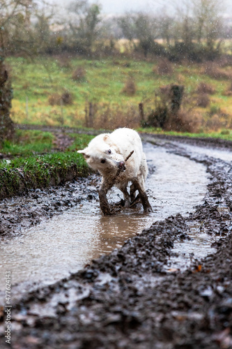 Chien berger suisse jouant dans la boue d’un chemin de la campagne normande par temps de pluie (Normandie, France)
