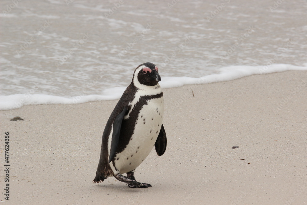 Fototapeta premium African Penguins at Boulders Beach, Simon's Town, Cape Town, South Africa