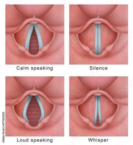 Vocal cord (vocal folds) vibratory cycle