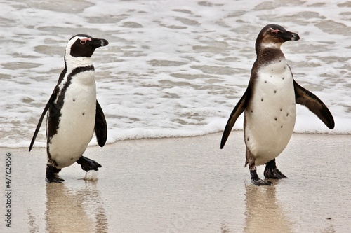 African Penguins at Boulders Beach  Simon s Town  Cape Town  South Africa