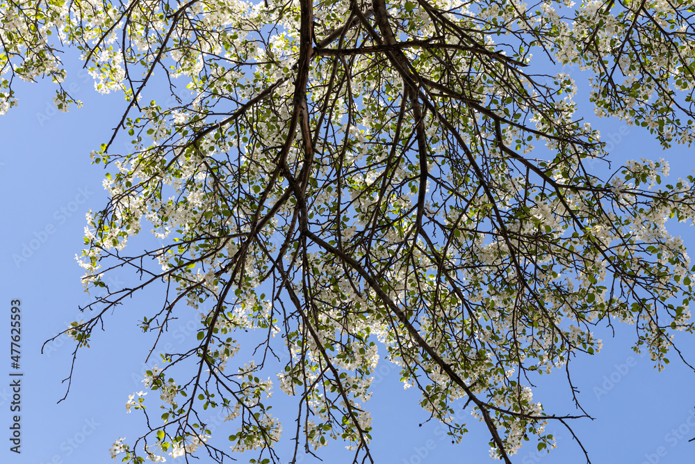 Blooming apple tree with white flowers and green fresh leaves and buds is on a blue sky background in a park in spring Blooming apple tree with white flowers and green fresh leaves and buds is on a blue sky background in a park in spring