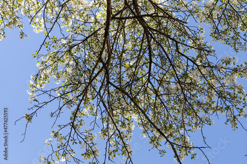 Blooming apple tree with white flowers and green fresh leaves and buds is on a blue sky background in a park in spring