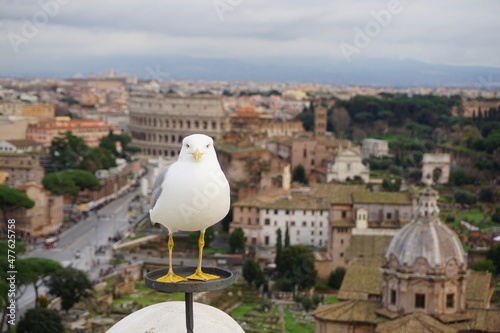 Canvas Print view of the city of rome with seagull