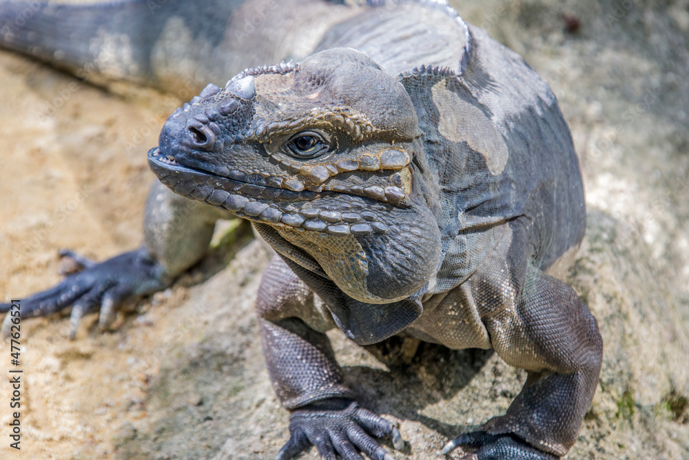 The rhinoceros iguana (Cyclura cornuta) is a threatened species of lizard in the family Iguanidae that is primarily found on the Caribbean island of Hispaniola. The closeup head image. The rhinoceros iguana (Cyclura cornuta) is a threatened species of lizard in the family Iguanidae that is primarily found on the Caribbean island of Hispaniola. The closeup head image.