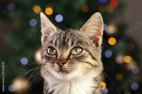 Cat sitting on the background of the Christmas tree. Close up of a kitten posing for the camera. Christmas concept. New Year. Cat with green eyes. Greeting card. Kitten on a gold background. Tabby