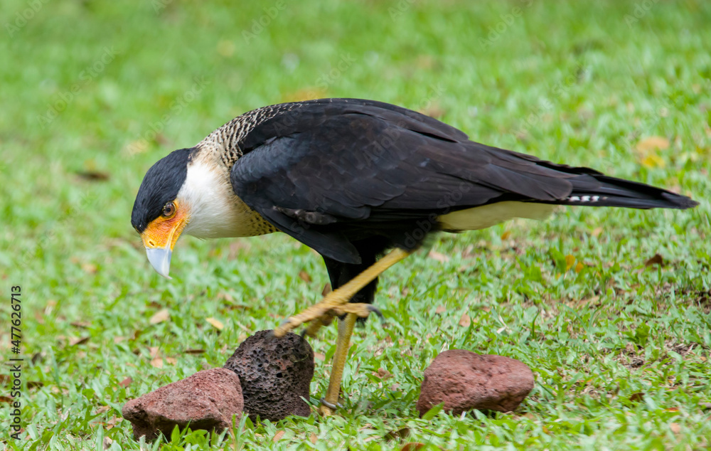 Fototapeta premium The southern crested caracara (Caracara plancus) stands alone, which is a bird of prey in the family Falconidae, which is restricted to central and southern South America. 