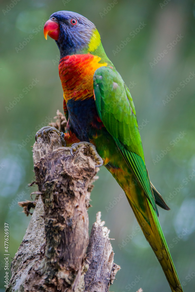 The sunset lorikeet (Trichoglossus forsteni) is a species of parrot that is endemic to the Indonesian islands.  It was previously considered a subspecies of the rainbow lorikeet.