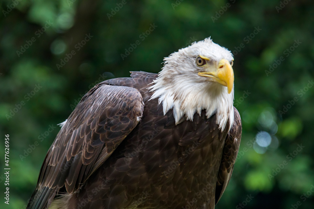 The closeup image of bald eagle (Haliaeetus leucocephalus), a bird of prey found in North America. A sea eagle.
An opportunistic feeder which subsists mainly on fish. The closeup image of bald eagle (Haliaeetus leucocephalus), a bird of prey found in North America. A sea eagle.
An opportunistic feeder which subsists mainly on fish.