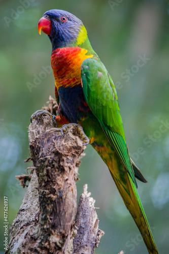The sunset lorikeet (Trichoglossus forsteni) is a species of parrot that is endemic to the Indonesian islands.  It was previously considered a subspecies of the rainbow lorikeet. photo