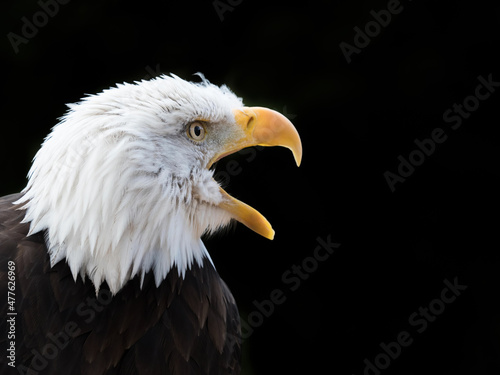 An American bald eagle (Haliaeetus leucocephalus) side view head shot calling with its yellow beak wide open Fototapet