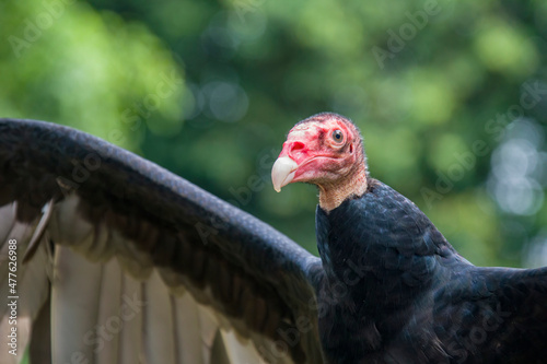 The closeup image of turkey vulture . It is the most widespread of the New World vultures. It is a scavenger and feeds almost exclusively on carrion.