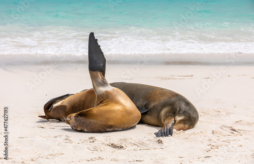 Pair of Galapagos Sea Lions  one with flipper waving in air  on beach near shore on sunny day