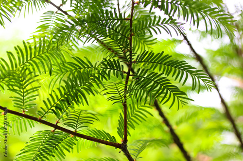 Metasequoia glyptostroboides Goldrush leaves  dawn redwood . Fresh juicy green leaves on rare relic tree branch in rainforest  park  botanical garden. A species is on a verge of extinction in Red Book