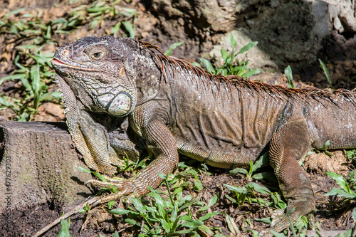 The green iguana bask in the sun, also known as the American iguana, is a large, arboreal, mostly herbivorous species of lizard of the genus Iguana.