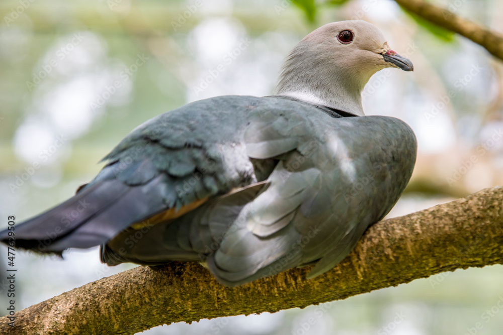 Pink-headed imperial pigeon is a species of bird found in the Lesser Sunda Islands of Indonesia. Its natural habitats are subtropical or tropical moist lowland forests, mangrove forests. Pink-headed imperial pigeon is a species of bird found in the Lesser Sunda Islands of Indonesia. Its natural habitats are subtropical or tropical moist lowland forests, mangrove forests.