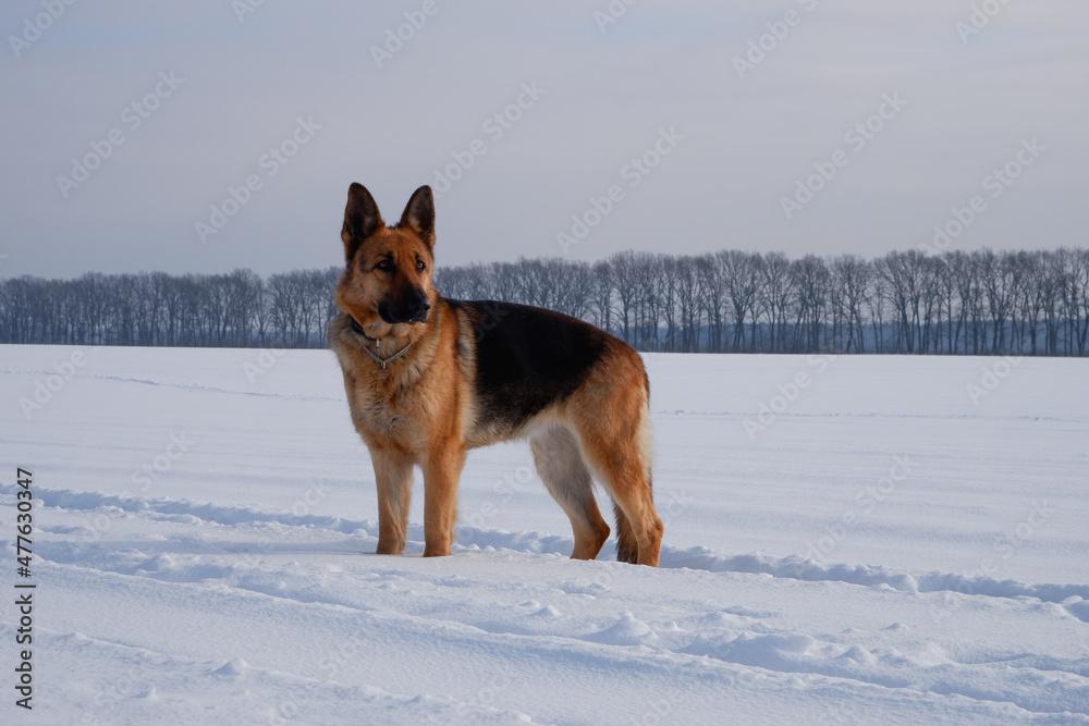 German shepherd stay in the snow winter, dawn, walk the dog
