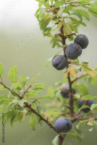 Prunus spinosa, called black hawthorn or endrina