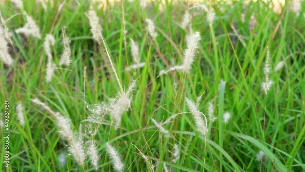 The lush reeds by the pond are blowing in the wind The lush reeds by the pond are blowing in the wind