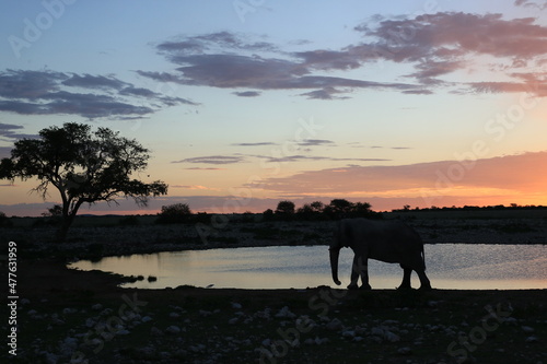 Elephant silhouette at Okaukuejo Waterhole, Etosha