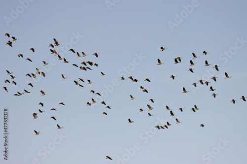 Group of teal birds flying in the sky during migration
