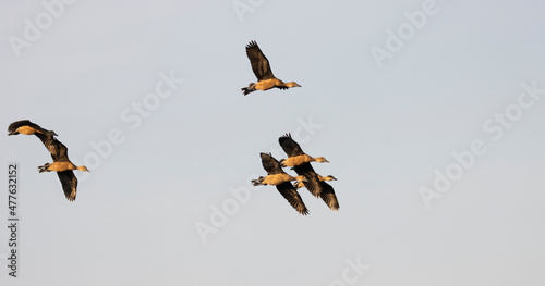 Group of teal birds flying in the sky during migration