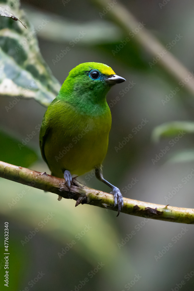 Beautiful tanager Blue-naped Chlorophonia, Chlorophonia cyanea, exotic tropical green songbird from Colombia. Wildlife from South America. Birdwatching in Colombia