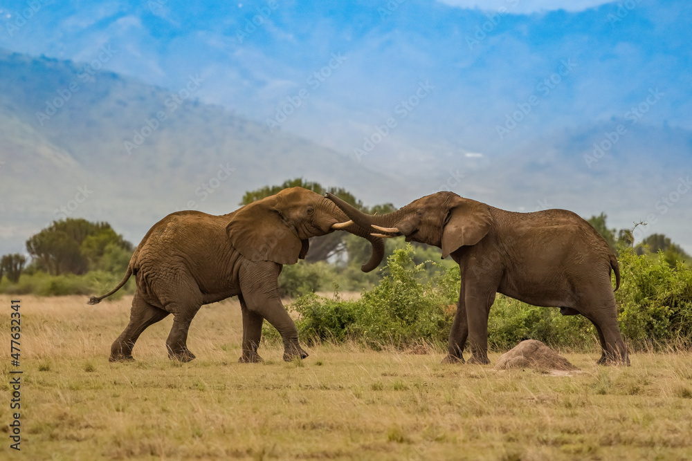 Fototapeta premium Wild african elephant close up, Botswana, Africa