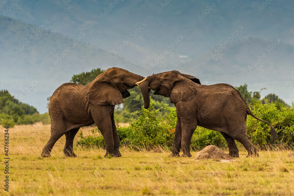 Wild african elephant close up, Botswana, Africa Wild african elephant close up, Botswana, Africa