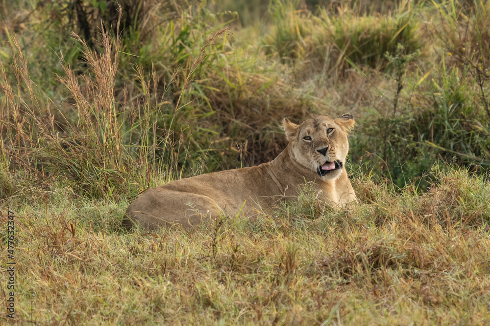 Big lion lying on savannah grass. Landscape with characteristic trees on the plain and hills in the background