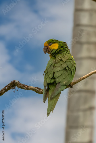 Loro Orejiamarillo Yellow-eared Parrot Ognorhynchus icterotis columbia. photo