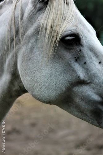 Koń biał photo