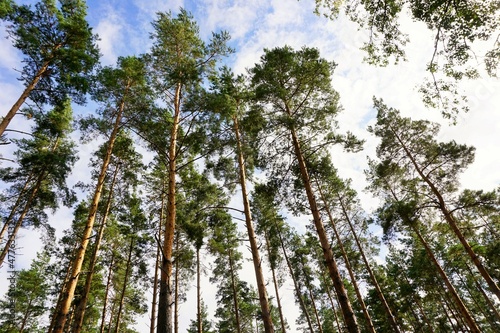 Baumlandschaft Wald / Tree Stems